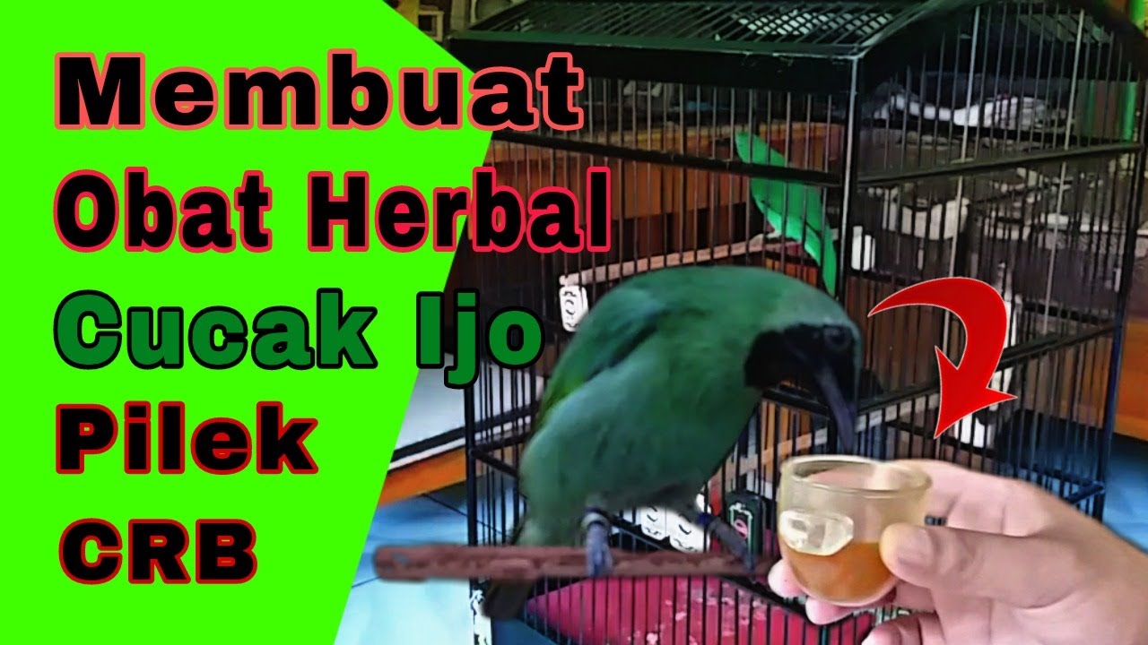 Obat Burung Cucak Ijo pilek Herbal | Mengobati burung sakit | Obat herbal  Burung Cucak ijo sakit