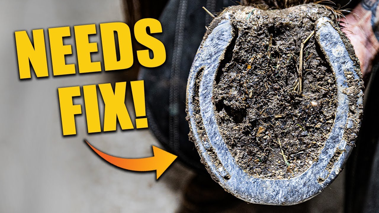 This Hoof Definitely Needs a Fix… Watch!