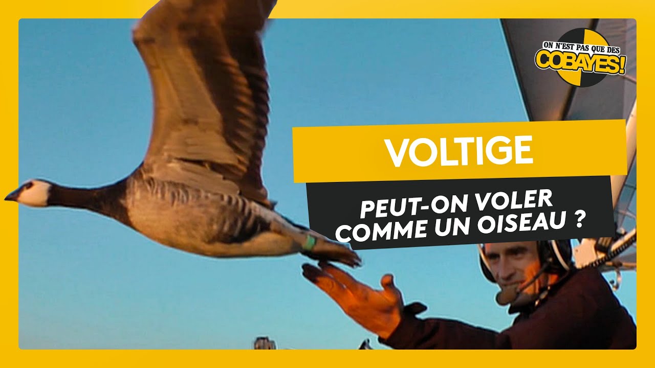 Peut-on voler comme les oiseaux ? Défis Cobayes