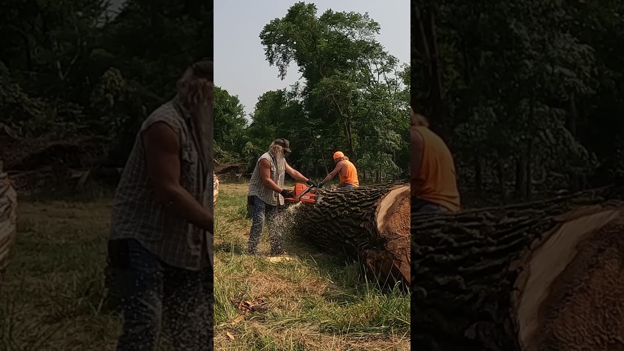 Cutting a HUGE cottonwood down with a rebuilt #holzfforma G660