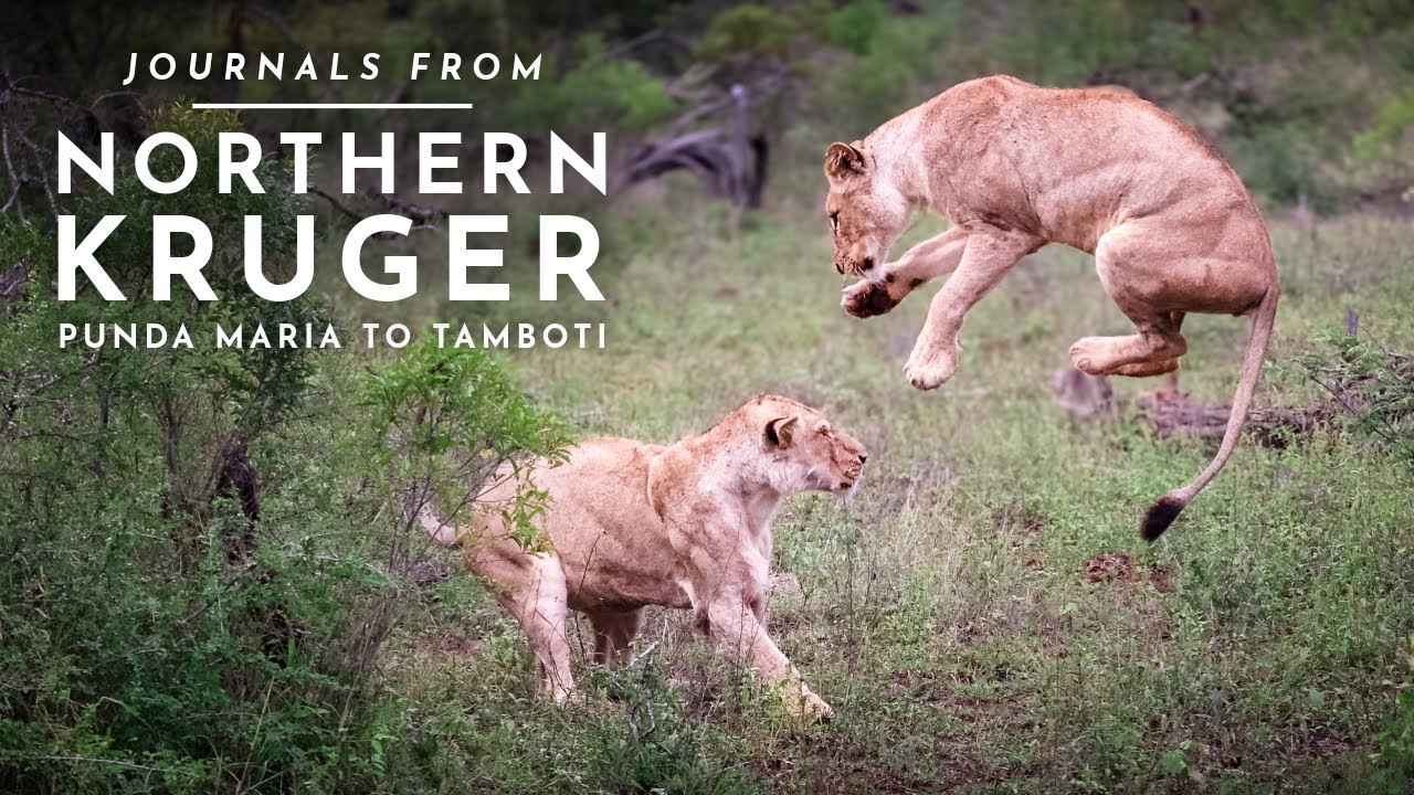 Journals From Kruger National Park (4K)