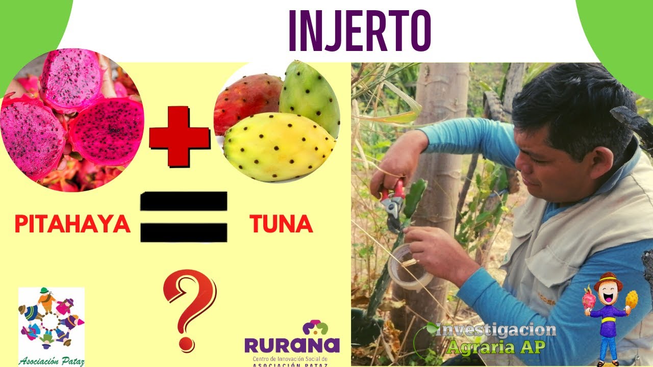 Dragon Fruit   Injerto Tuna x PITAHAYA 2022
