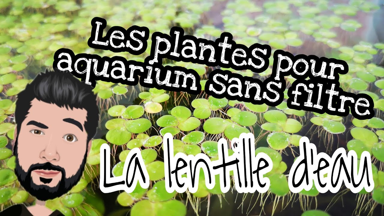 Les plantes pour AQUARIUM SANS FILTRE : La lentille d'eau