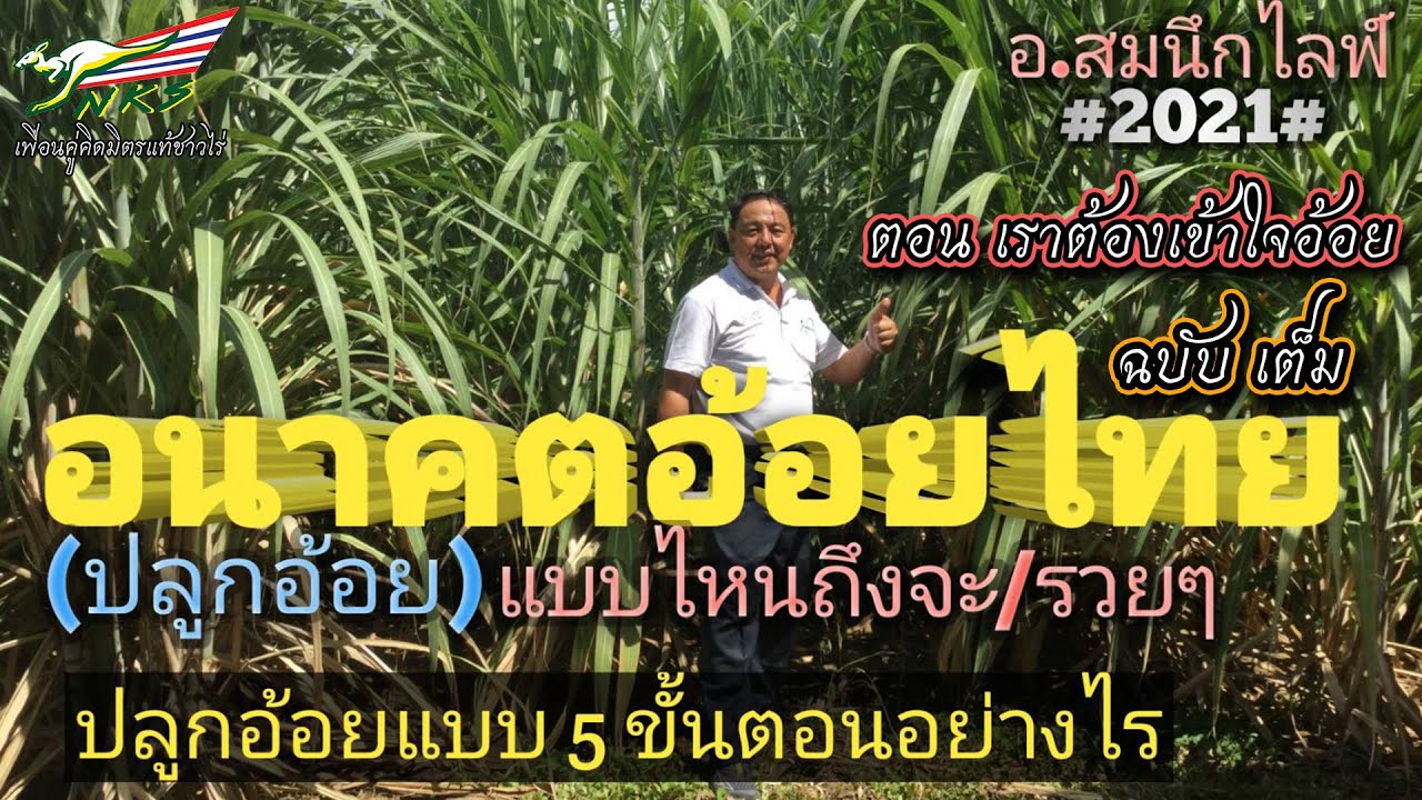 อนาคตอ้อยไทย ปลูกแบบไหนถึงจะรวย #เราต้องเข้าใจอ้อย