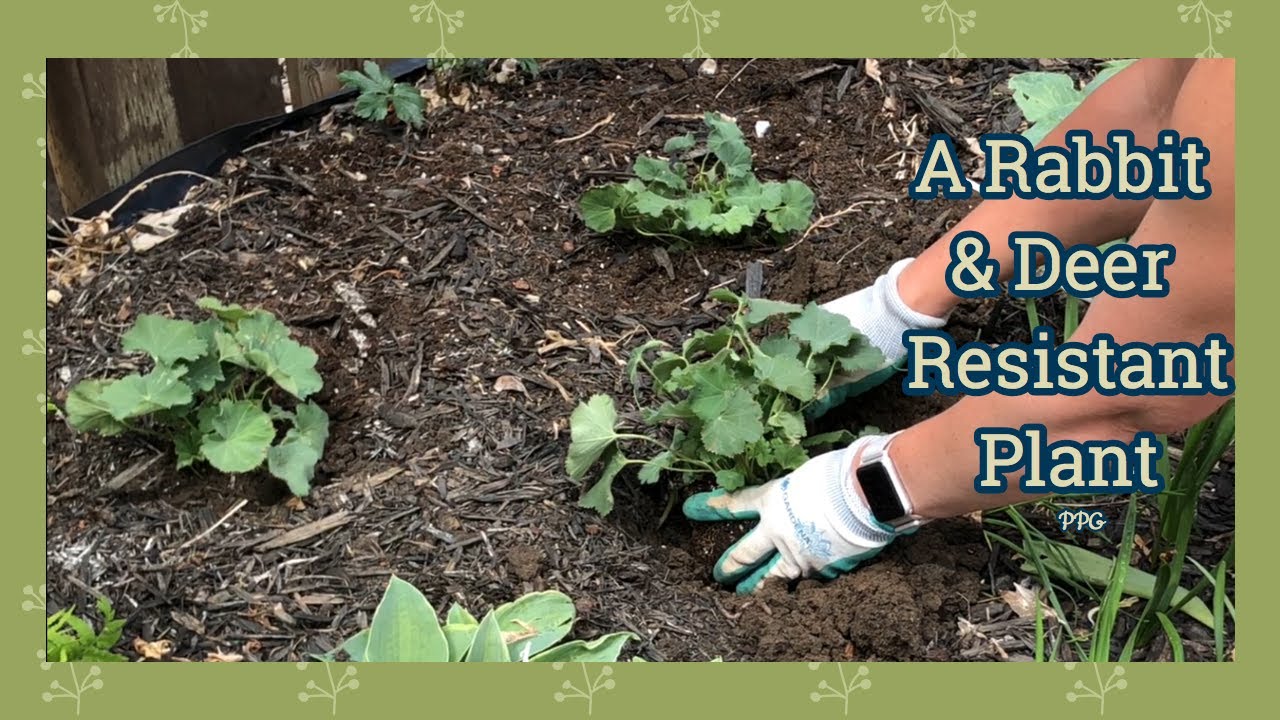Alchemilla Mollis (Lady's Mantle) 