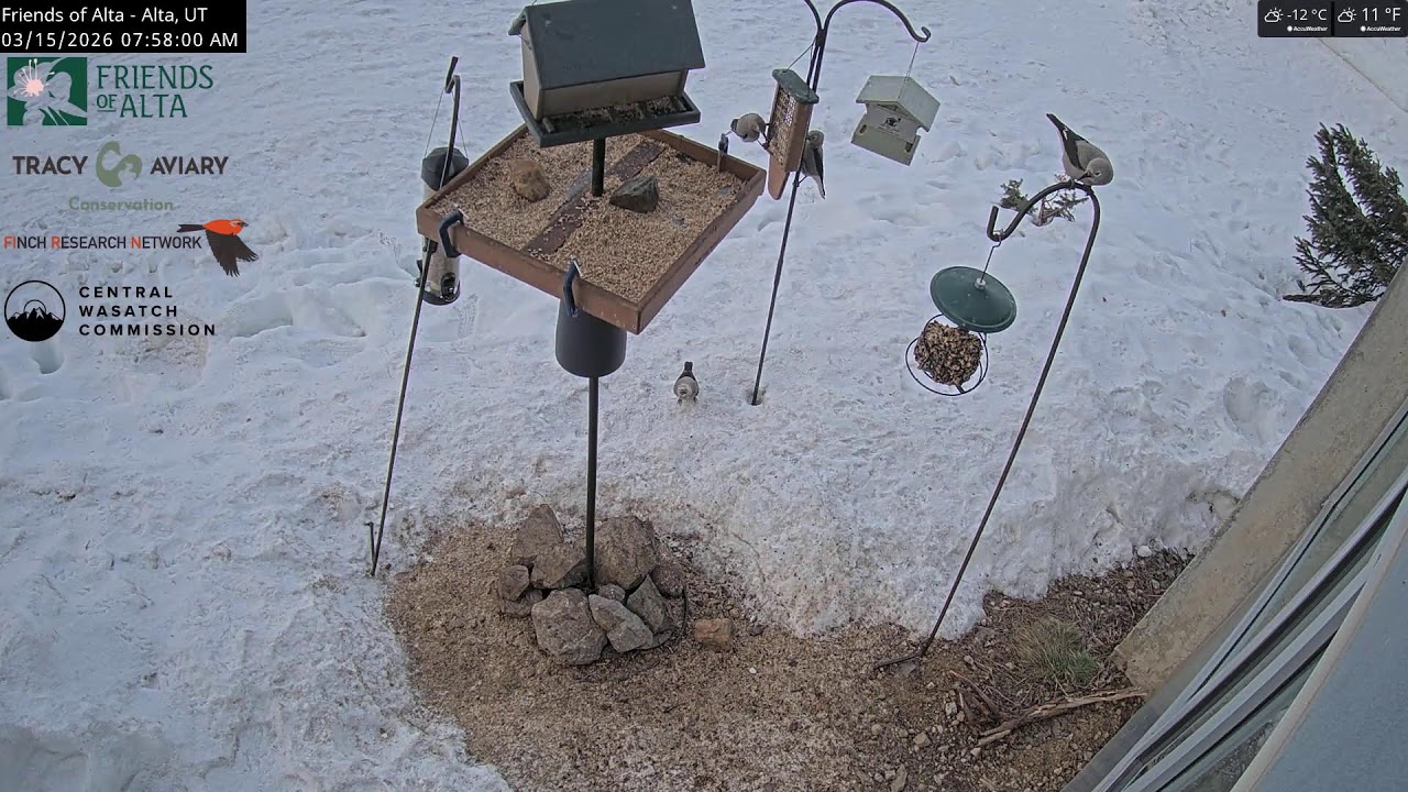 2026-03-14 - Night - Friends of Alta - Alta, UT - Live Stream Bird Feeder Cam (FiRN)