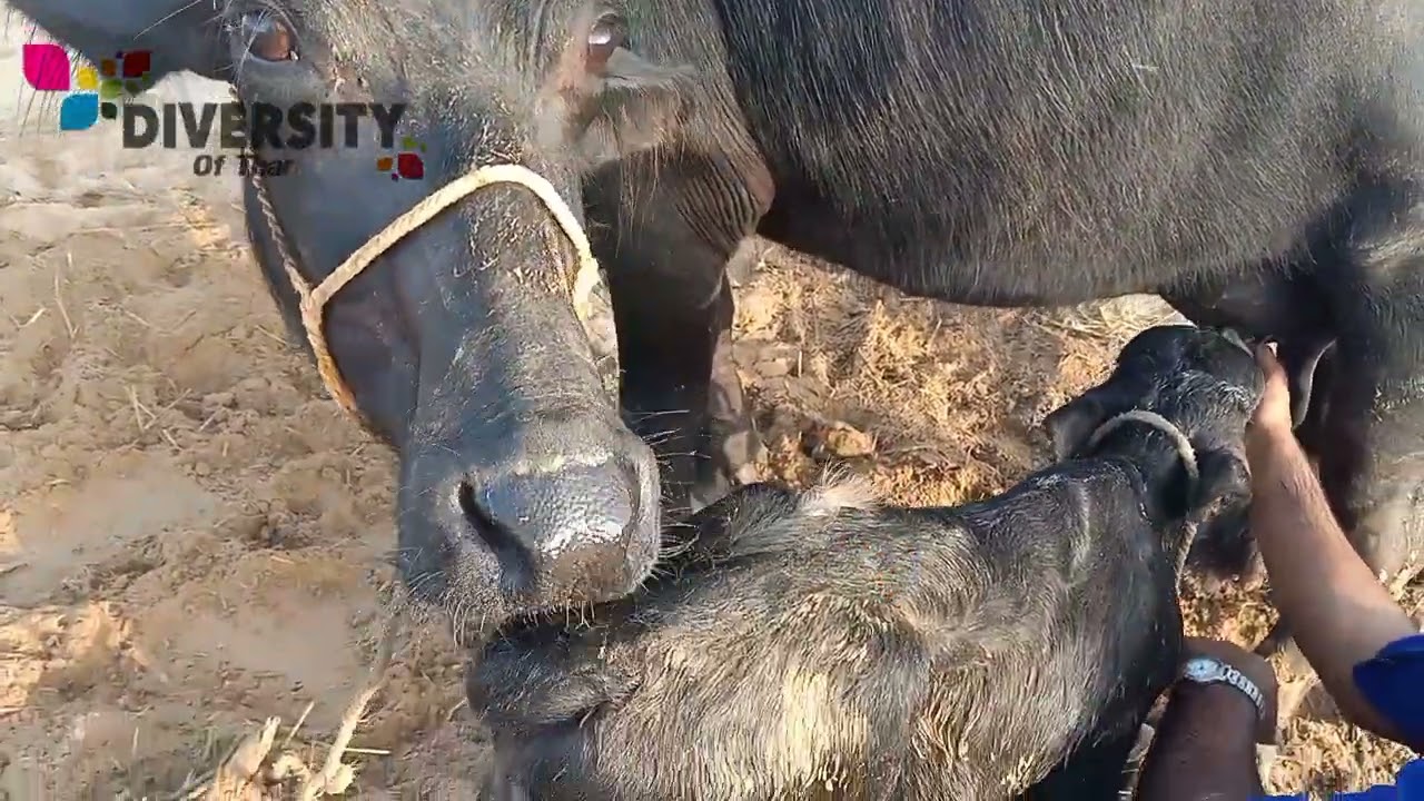New Born Buffalo calf first feeding || First Feed of Buffalo Calf || Buffalo Calf Feeding