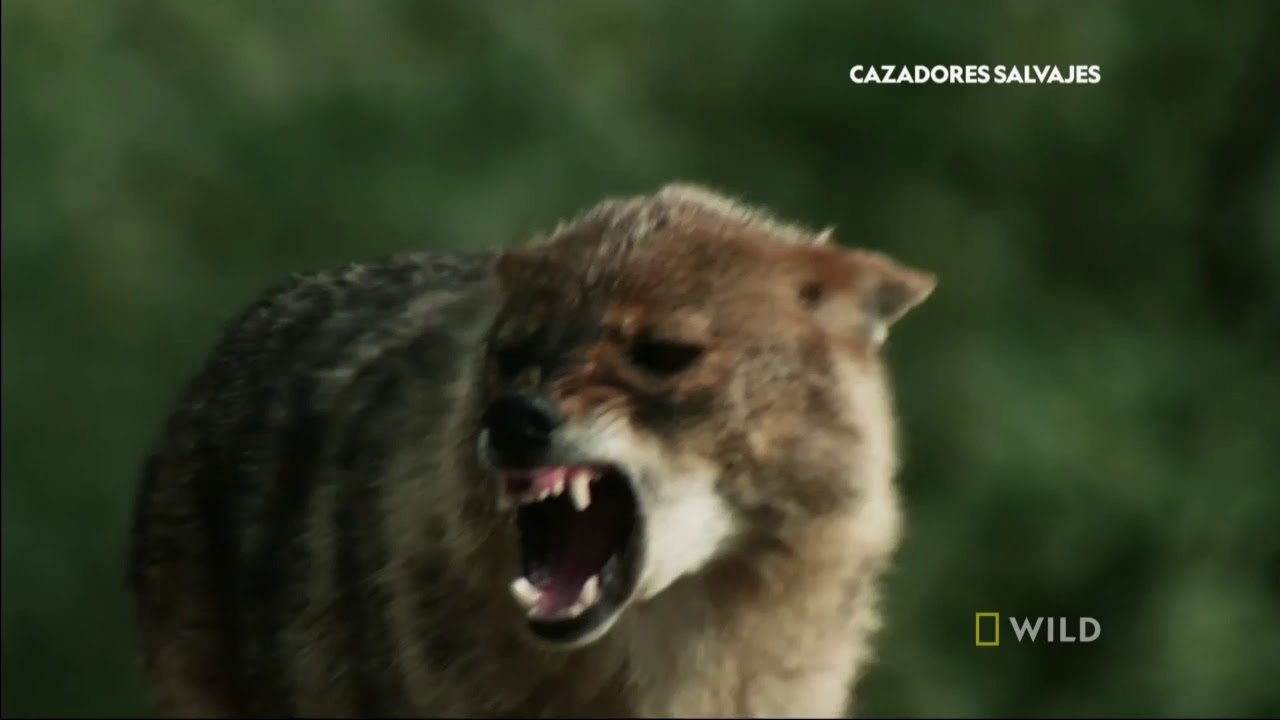 Depredadores Salvajes Manada De Lobos DBM