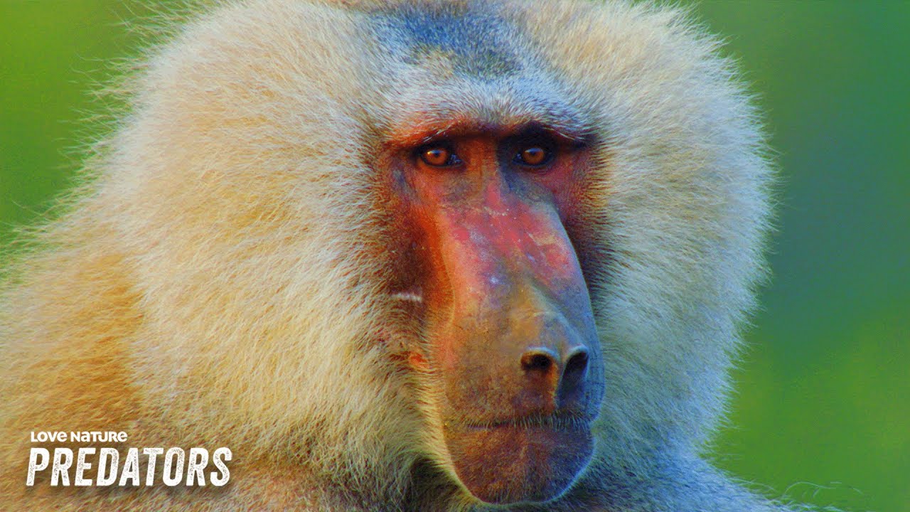 The Secret To Success | Baboons: Rules of the Troop