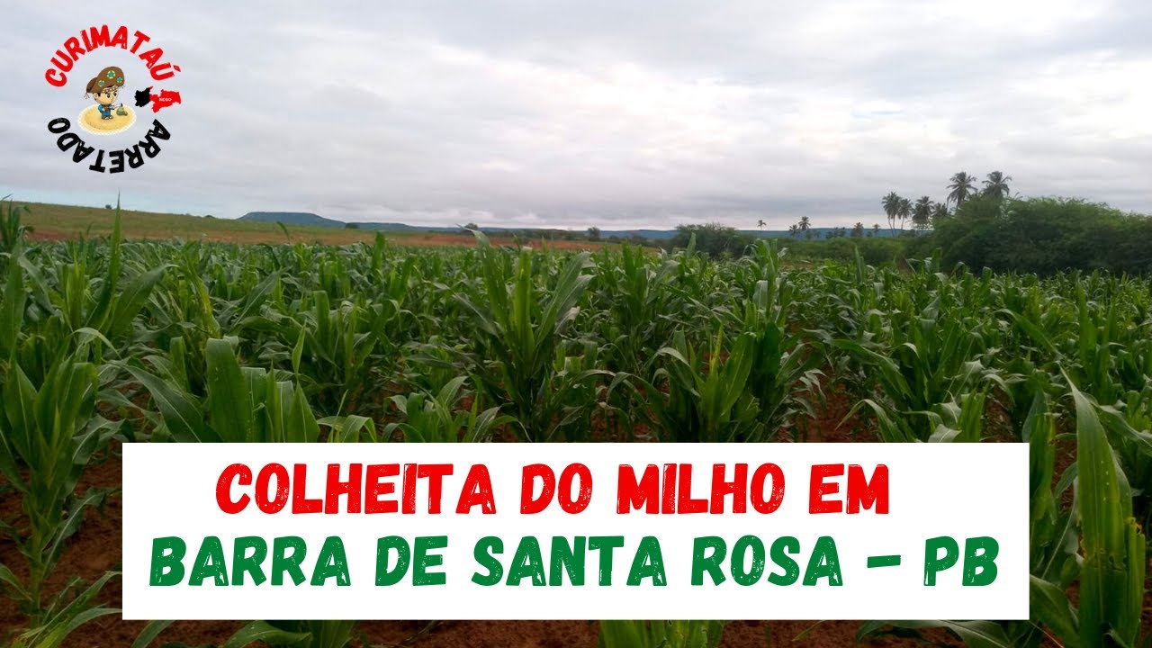 COLHEITA DO MILHO E DO FEIJÃO EM BARRA DE SANTA ROSA - PB