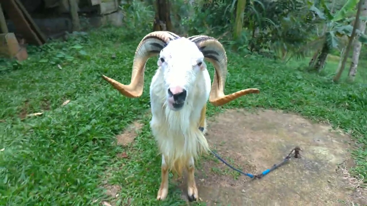 PISIK DOMBA GARUT,RENANG