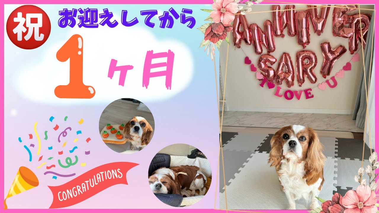【ANNIVERSARY】祝！お迎えしてから一ヶ月経過　＃キャバリア＃保護犬＃繁殖犬＃祝一ヶ月＃お祝い＃保護犬を迎えた家族＃アニバーサリー