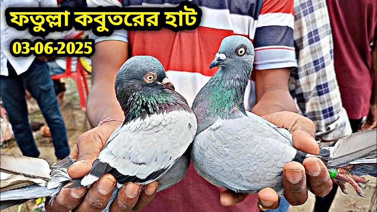 03-06-2025 ফতুল্লা কবুতরের হাট | কম দামে কবুতর এবং পাখি কিনুন | Fatullah kobutor hat 2025 | Pigeons