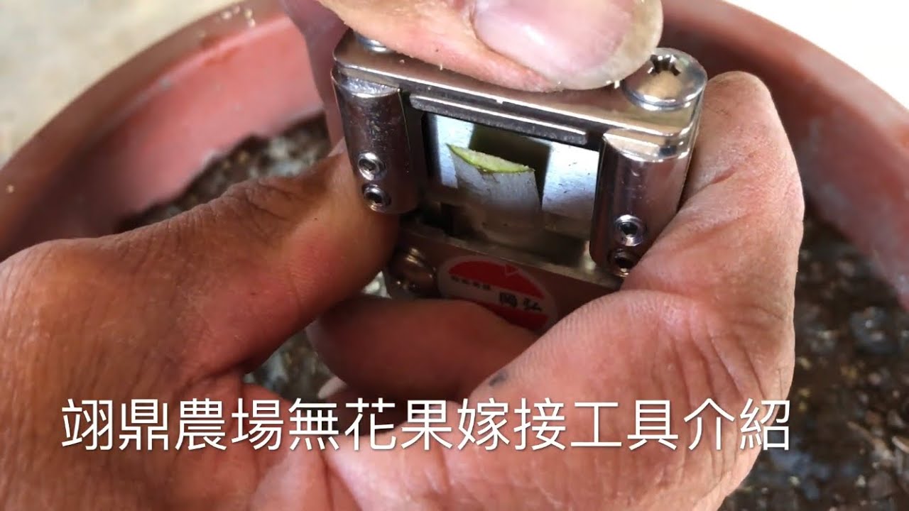 無花果嫁接工具介紹：搜尋「翊鼎農場」網站購買，下方說明也有網站連結