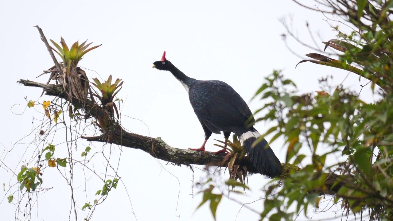 Horned Guan