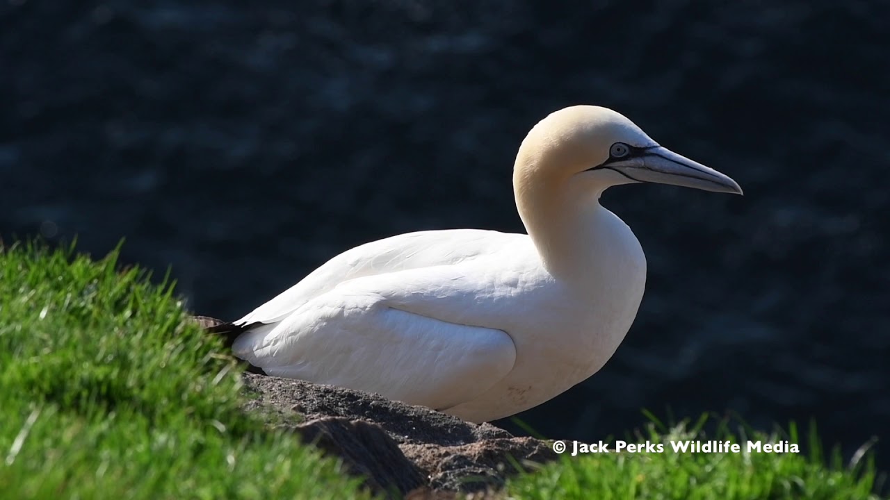 Northern Gannets (Morus bassanus) at Hermaness, Shetland