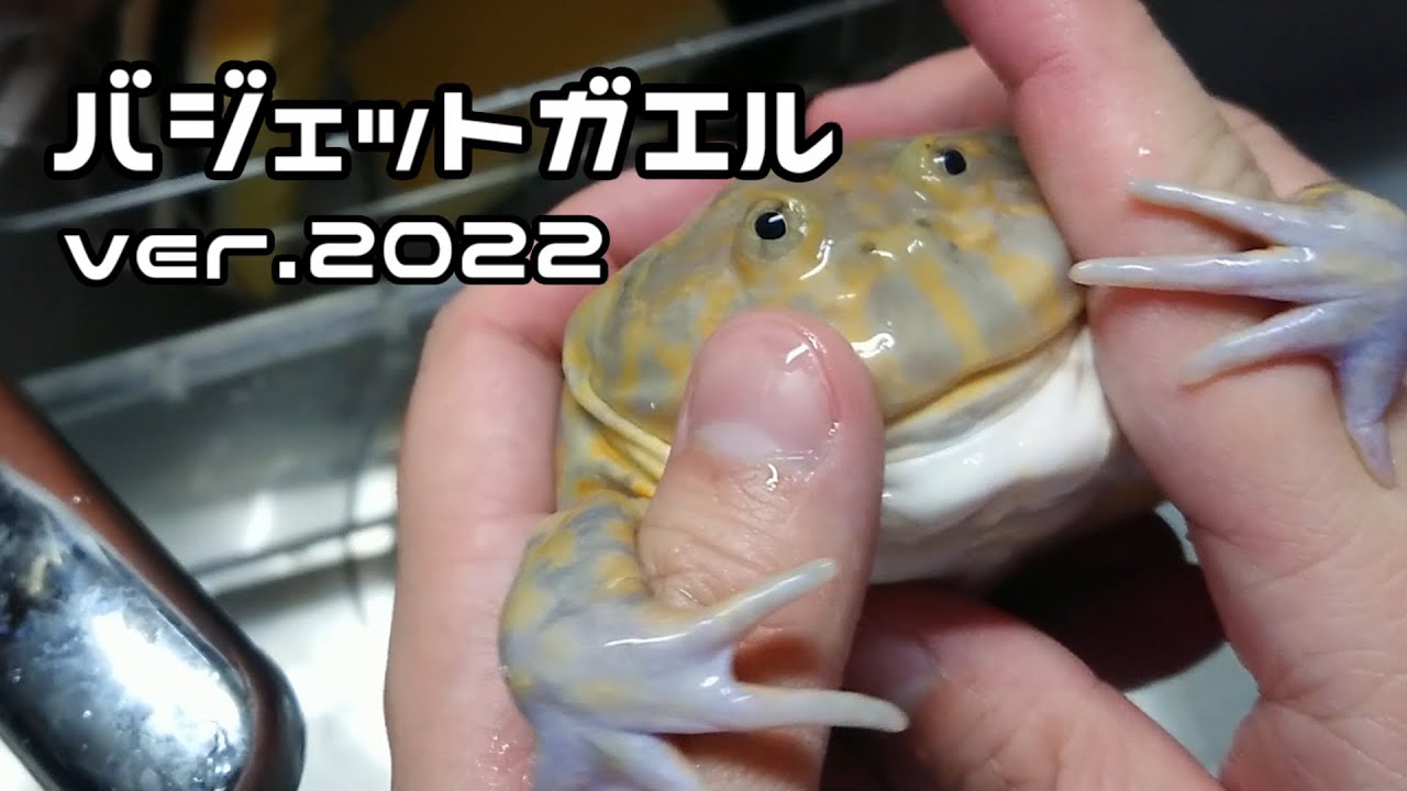 バジェットガエル ver.2022