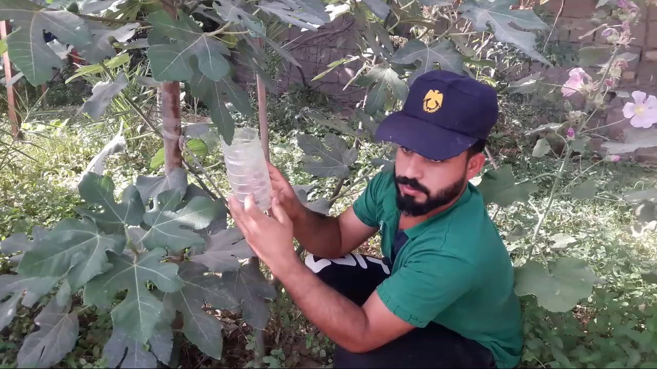 كيفة يتم زراعة فسائل التين / منتظر العماري