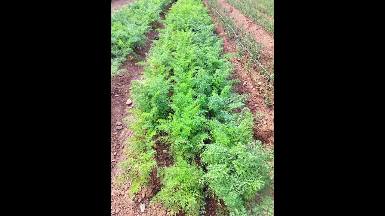 Vegetables#horticulture#horticulturelife#farming
