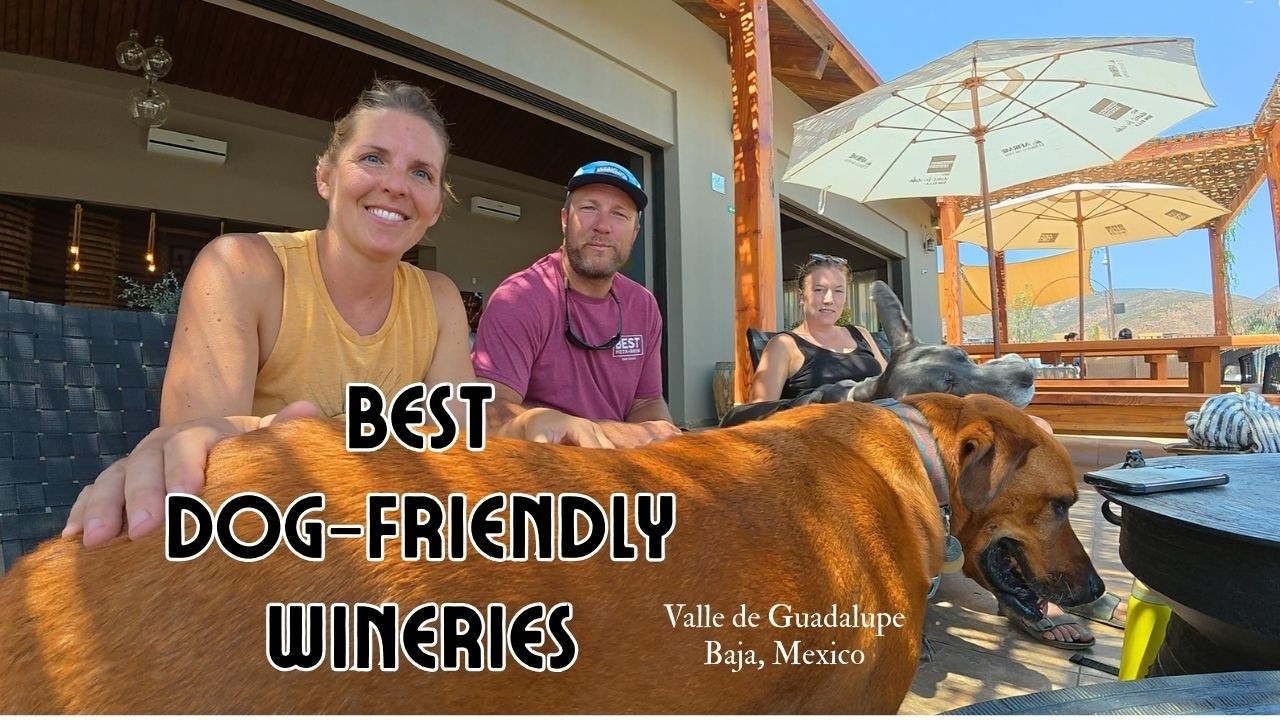 Best Dog Friendly Wineries in Valle de Guadalupe, Ensenada Baja, Mexico