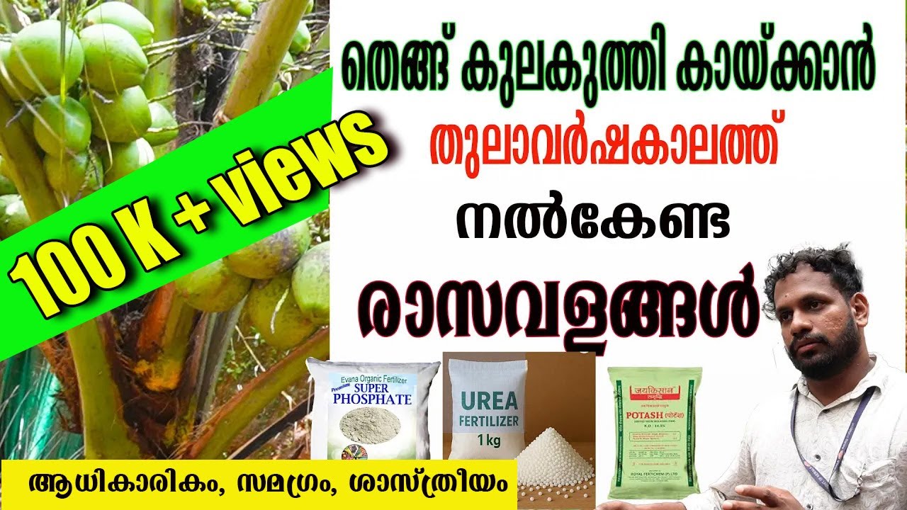 തെങ്ങിന് രാസവളപ്രയോഗം എപ്പോൾ, എന്തിന്?