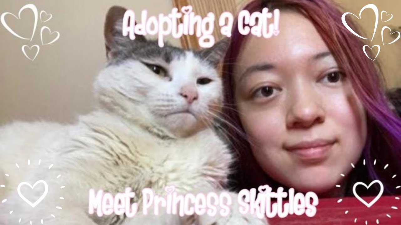 Adopting a Cat from the RSPCA! Meet Princess Skittles ❤