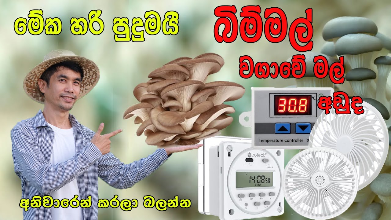 පොඩී වැඩයි ලොකු බිම්මල් අස්වැන්නයි - How to mushroom farming for  Sinhala 
