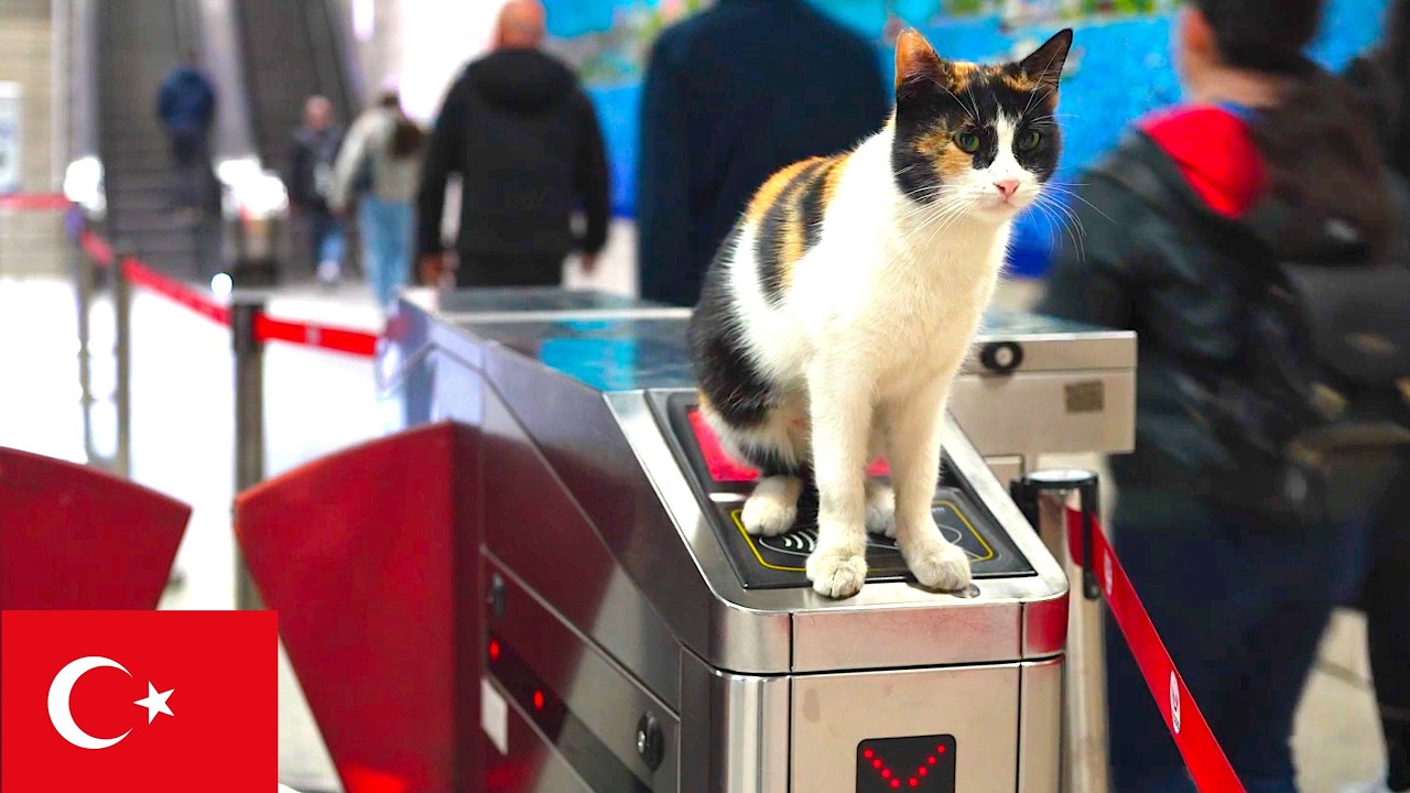 Только в Стамбуле: Знакомьтесь, Хозяин Турникета — Кот [4K]