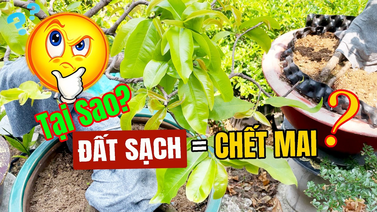 Tại Sao Cây Mai Chậm Phát Triển? Sự Thật Về Chất Trồng Mà Nhiều Anh Chị Chưa Biết. #maivang