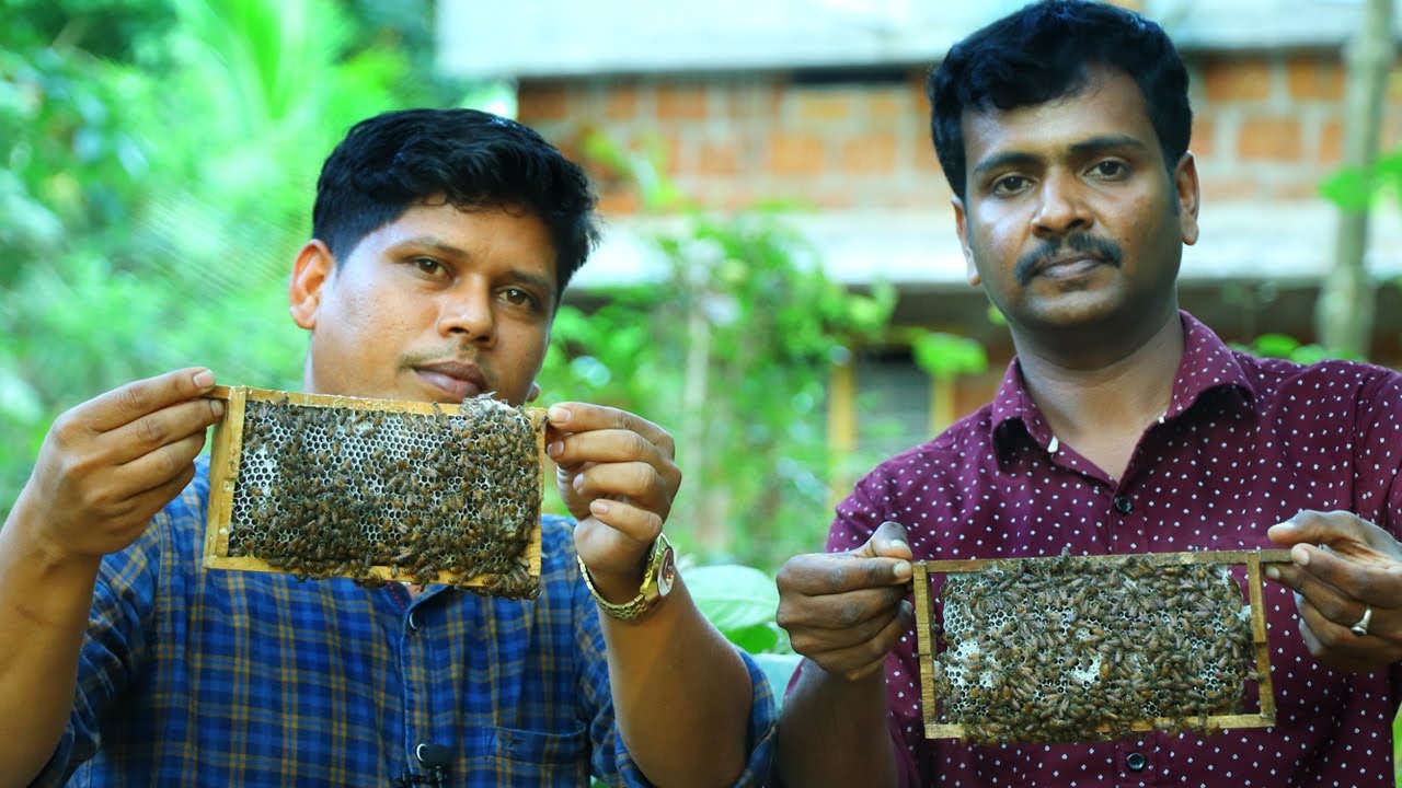 തേനീച്ച ഇത്രയ്ക്ക് പാവമായിരുന്നോ /  തേൻ വാങ്ങിക്കാൻ പോയപ്പളാണ് മനസ്സിലായത് / Honey Bee farming