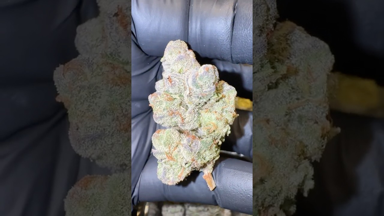 KmintZ, Korenji, Zlushi Runtz, Apple fritter, Hippy Crasher, Zangria S1