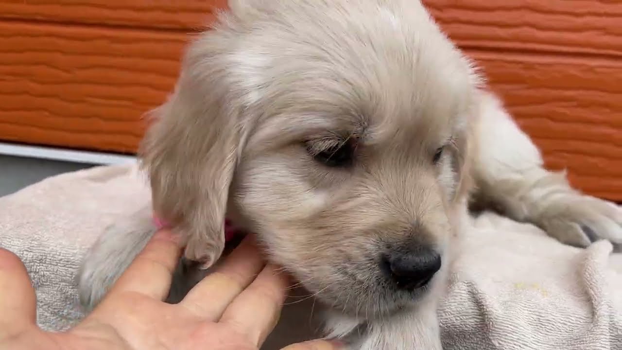 マギーの子犬３番君