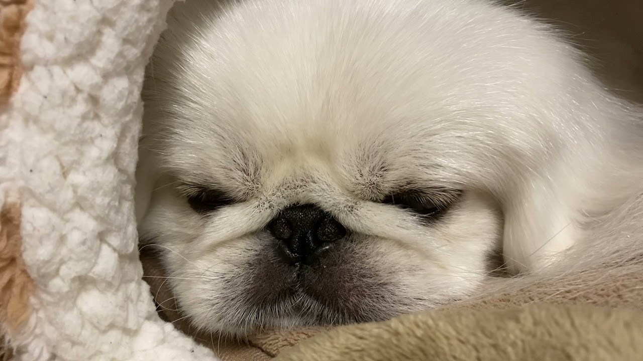 ペキニーズ　ミルク　いびき！