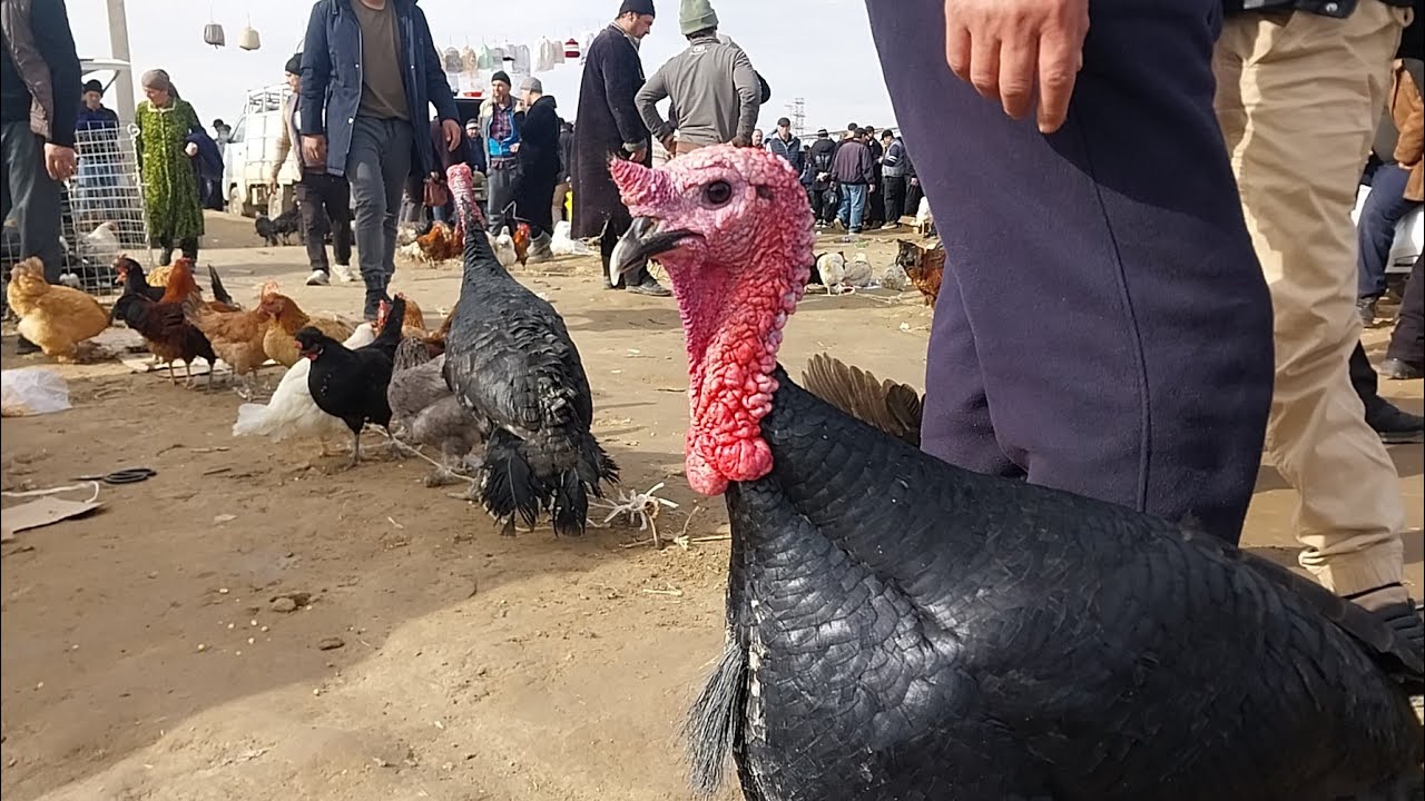 8.02.2026 ENG ARZON PARRANDA NARXLARI QARSHI KARVON MOL BOZORI YONIDA 