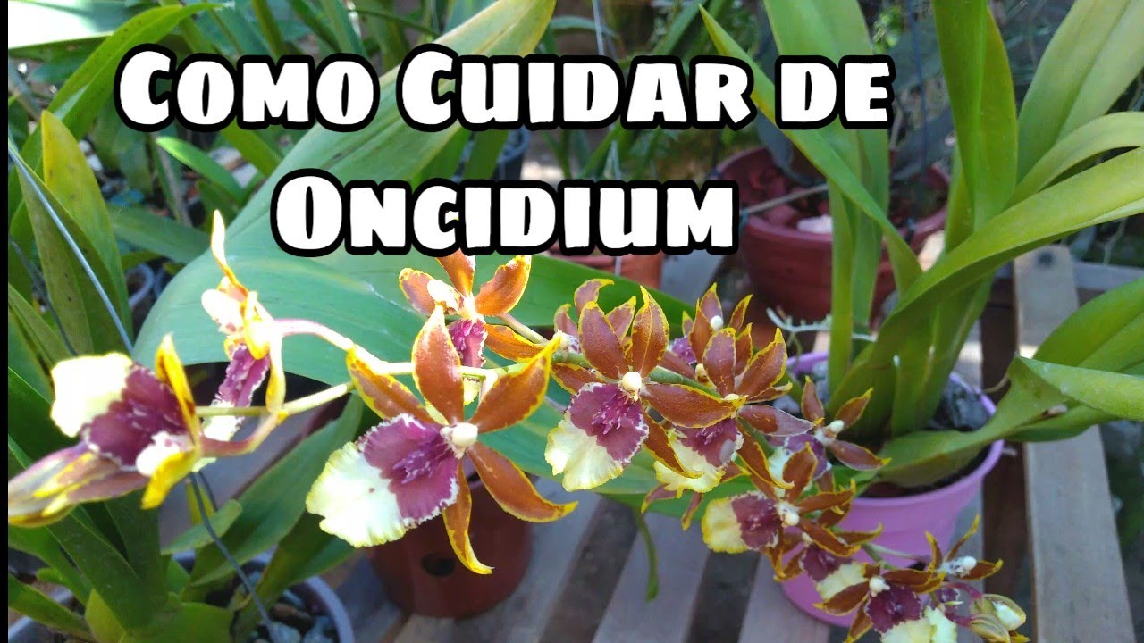 Como Cuidar de Oncidium