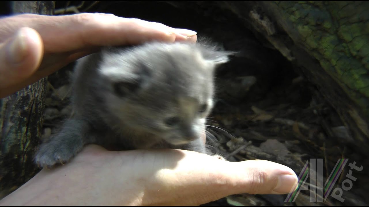Cute Feral Kittens - first handling by a human - 18 days old