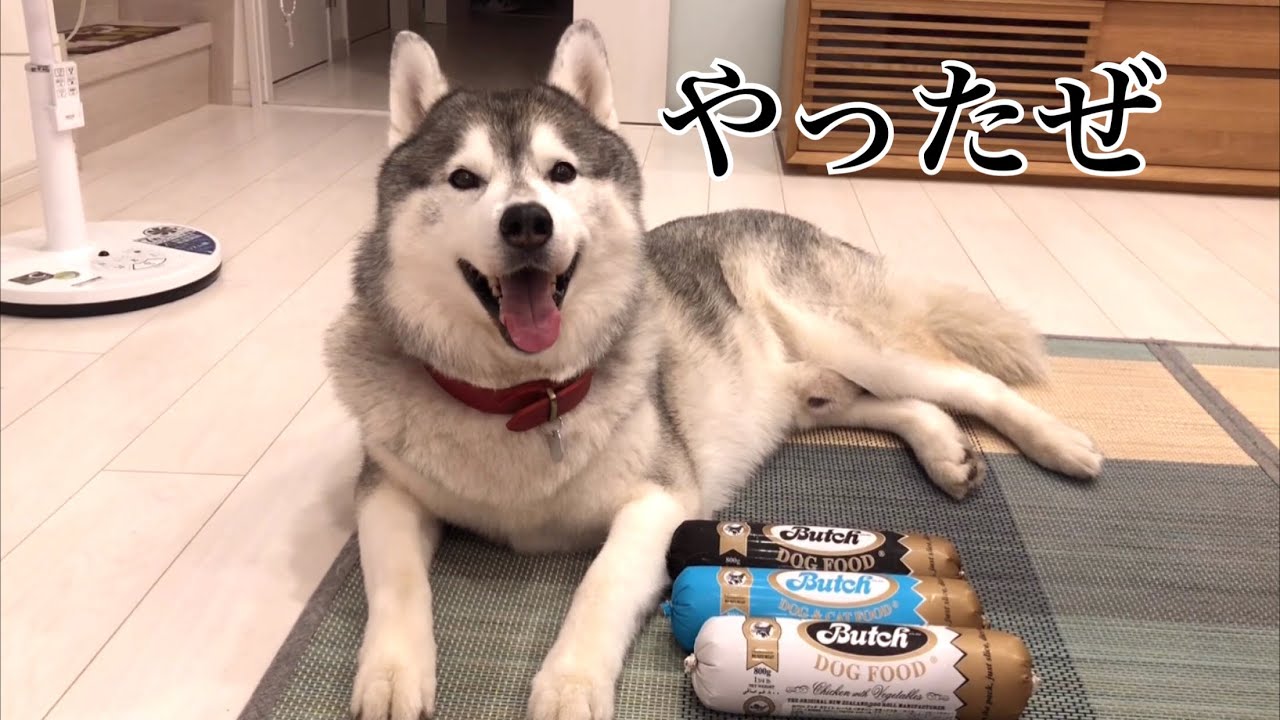 ついに高級ドッグフード「Butch」を食したシベリアンハスキー