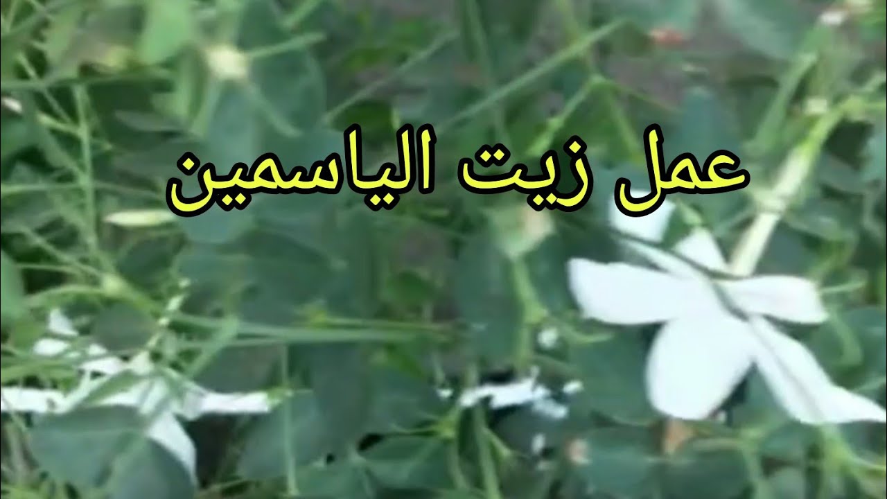 #أروع طريقة لعمل زيت الياسمين في البيت