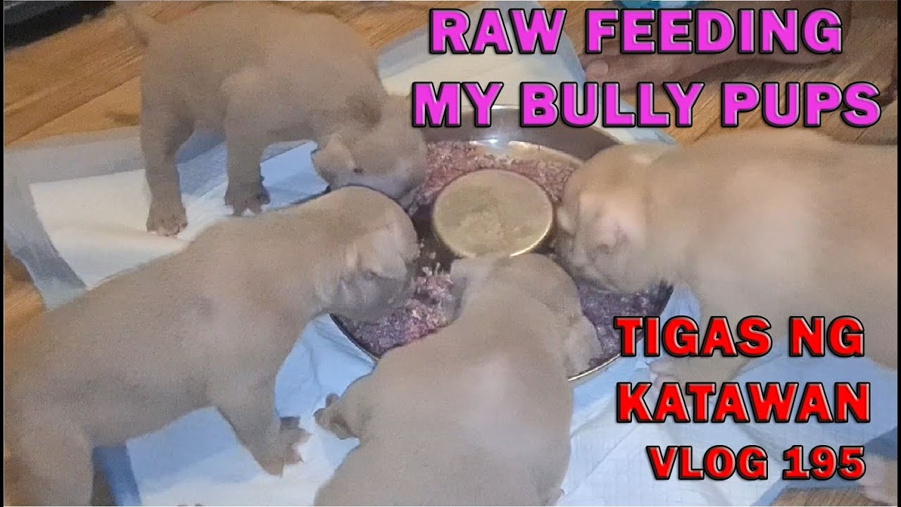 RAW FEEDING MY PUPPIES AMERICAN BULLY SHOW DOG | DON RAIDER VLOG 195