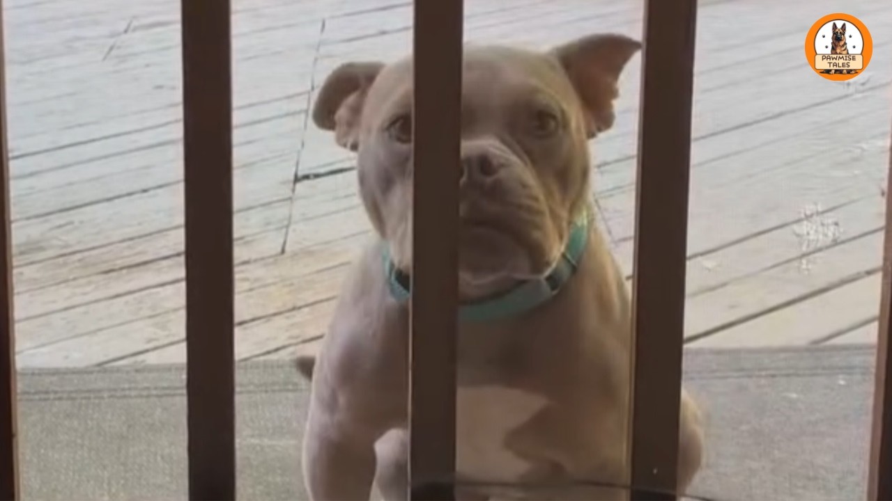 He Was Found Tied With Barbed Wire — Now He Won’t Leave Our Side