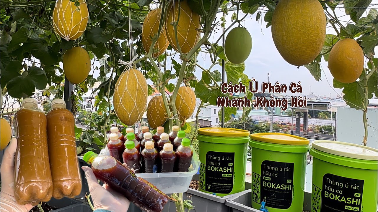 Cách Ủ Phân Cá,Bánh Dầu,Bã Đậu ,Nhanh,Không Hôi