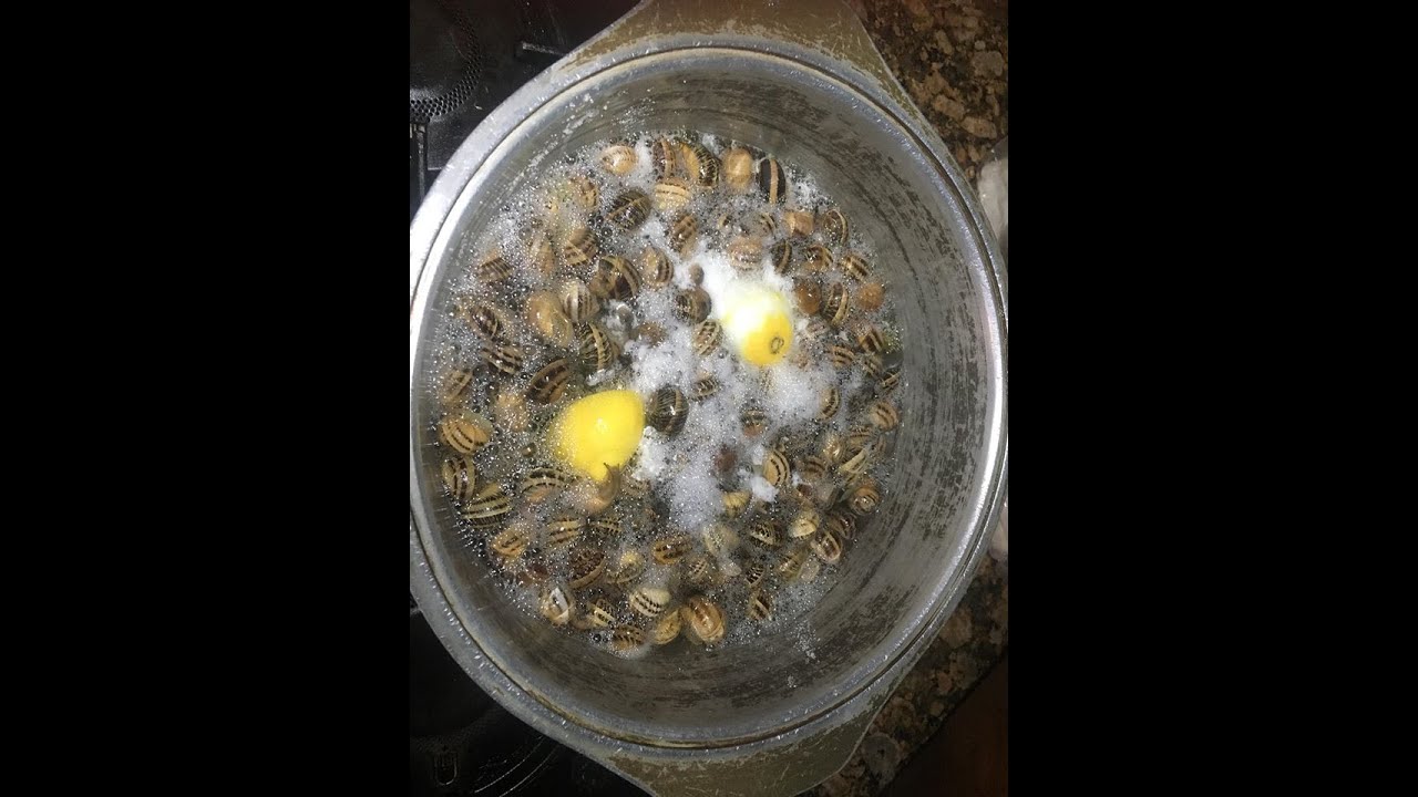 Kif issajjar il-bebbux