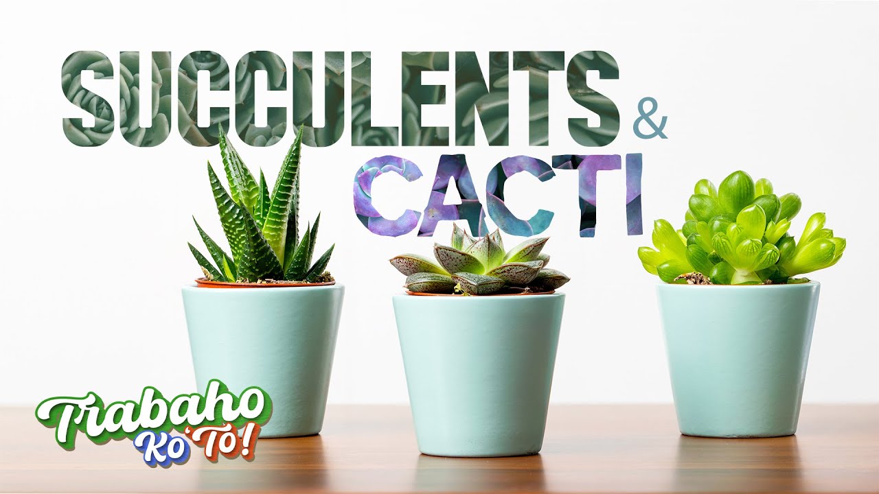 Succulents & Cacti | Trabaho Ko 'To!