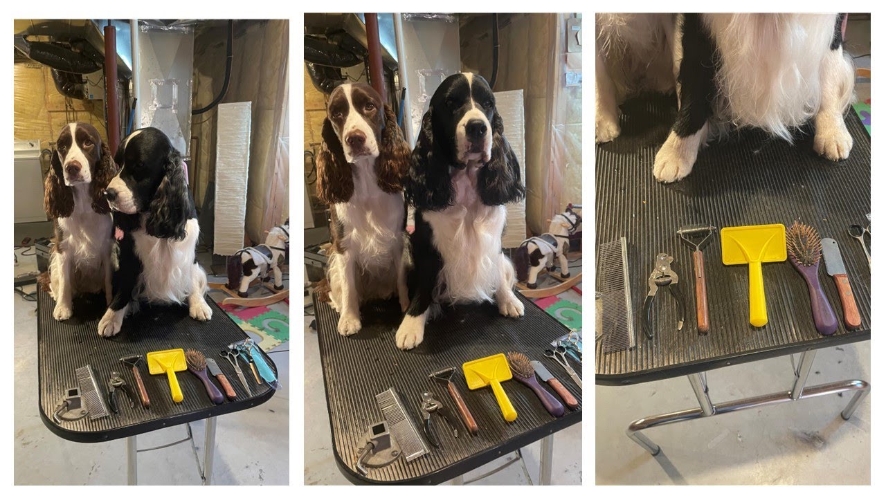 My Dogs Favourite Must-Have Grooming Tools| Ember And Cole The English Springer Spaniels