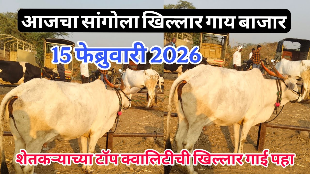 आजचा सांगोला खिल्लार गाई बाजार 15 फेब्रुवारी2026 #khillar_bajar #खिल्लार_गाई_बाजार #sangola_bazar 