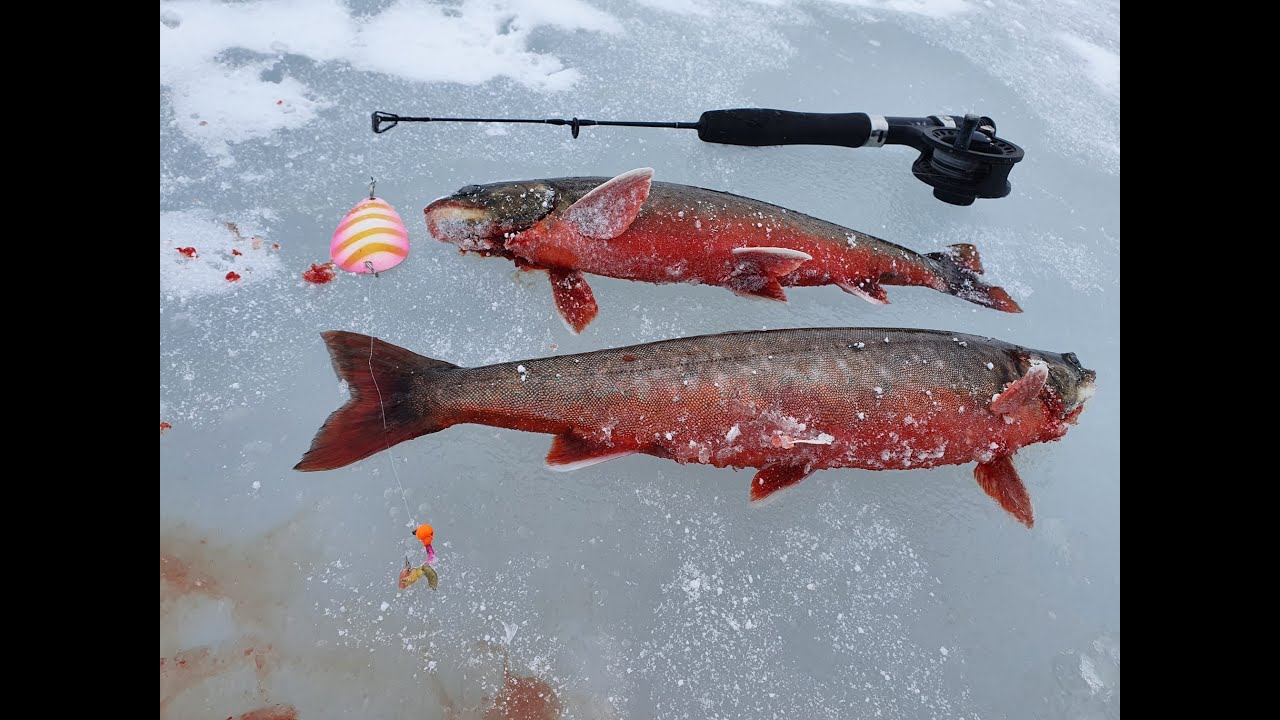 Raudun pilkintää Kaldoaivissa ja Finnmarkissa keväällä 22-23, Artic char icefishing in Lapland
