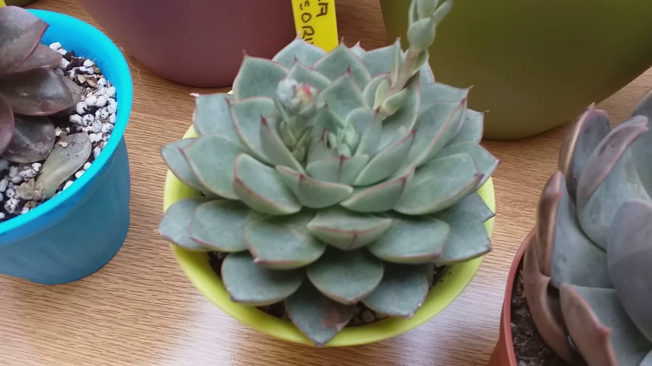 Echeverias. 🌵 🌵 🌵Mi Colección y Tips de Cuidados. 💚 Caktuky