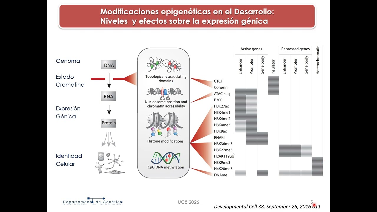 UC8 T05A_26_REgulacion_Epigenetica_y_Diferenciacion_1
