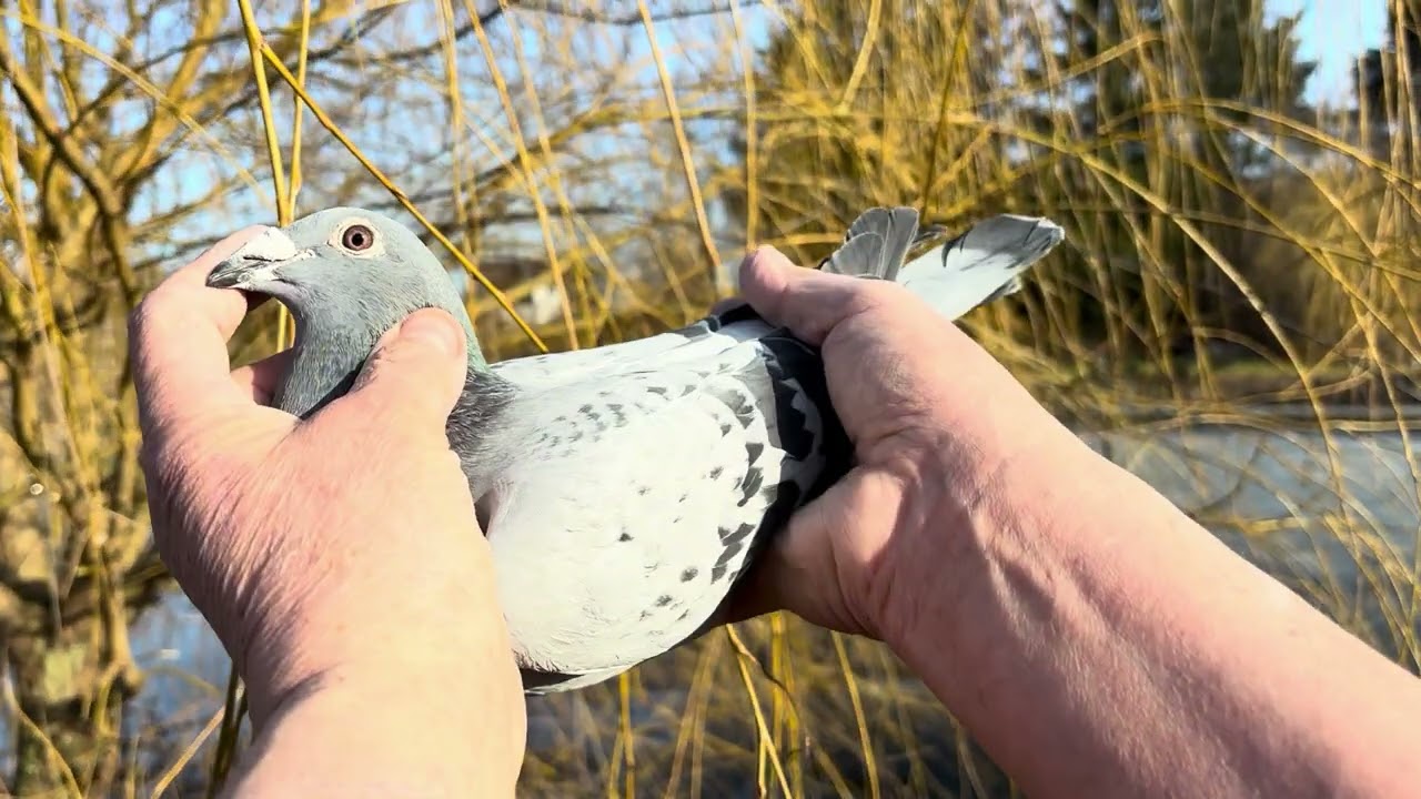 GOŁĘBIE JANSSEN DE KLAK ostatnie samce do rozpłodu 2026
