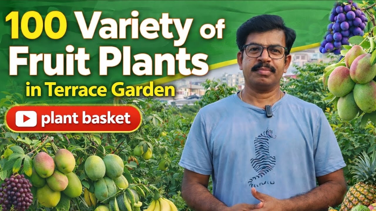 100 Variety of Fruit Plants in Terrace Garden | Complete Tour | Plant Basket #TerraceGarden#shorts 